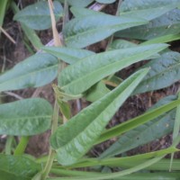 Crotalaria multiflora Benth.